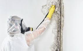 Why You Should Choose Our Mold Remediation Services in Rolling Hills Estates, CA